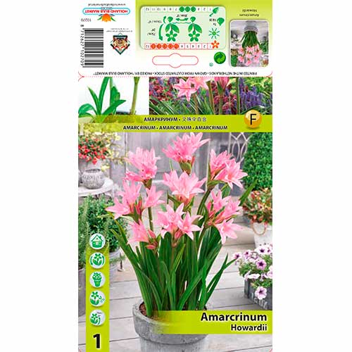 Amarcrinum Howardii obrázek 1 artikel 76162