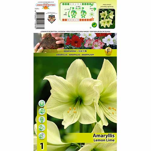 Amarylka Lemon Lime artikel fotografie 1 Amarylka Lemon Lime obrázek 1 artikel 70327
