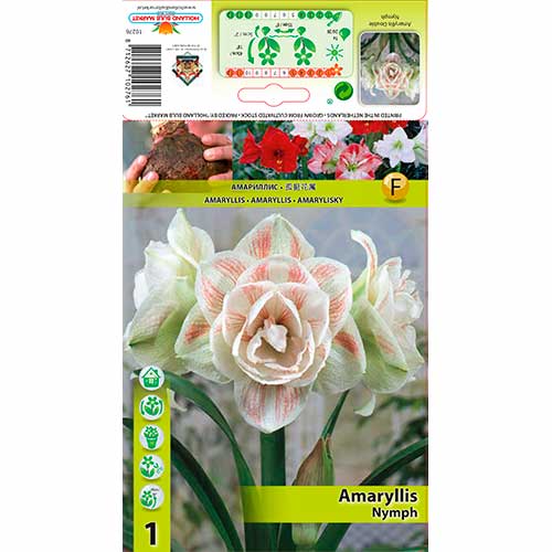 Amarylka Nymph obrázek 1 artikel 70328