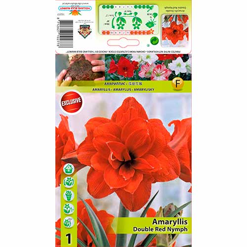 Amarylka Red Nymph artikel fotografie 1 Amarylka Red Nymph obrázek 1 artikel 70330