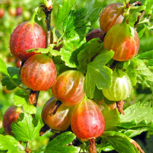 Angrešt Achilles obrázek 1 artikel 5830