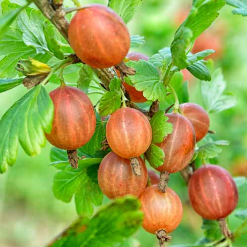 Angrešt Captivator obrázek 1 artikel 7593