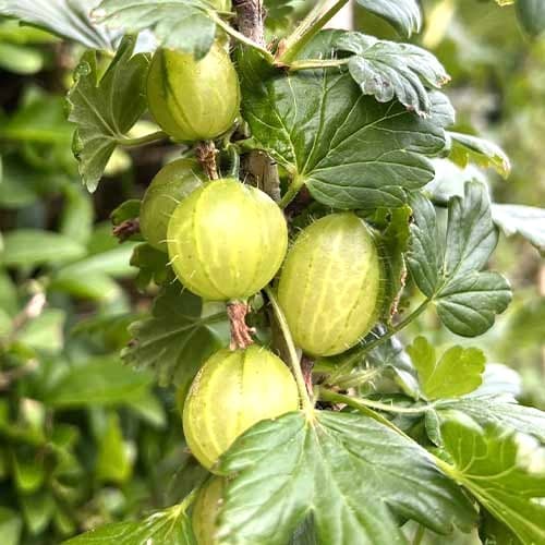 Angrešt Invicta obrázek 1 artikel 7647