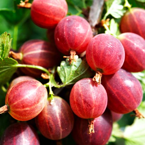 Angrešt Kamieniar artikel fotografie 1 Angrešt Kamieniar obrázek 1 artikel 8028