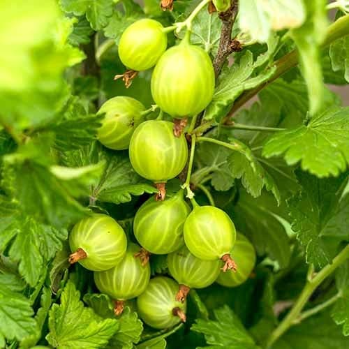 Angrešt Mucurines obrázek 1 artikel 7646