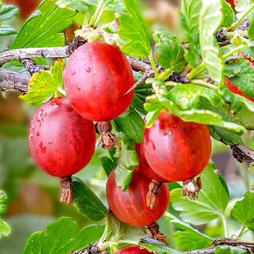 Angrešt Spinefree obrázek 1 artikel 7648