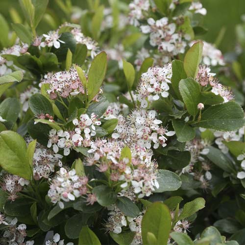 Aronie Revontuli Spreader PBR, C3 obrázek 1 artikel 8504