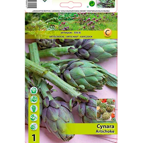 Artyčok obrázek 1 artikel 70502