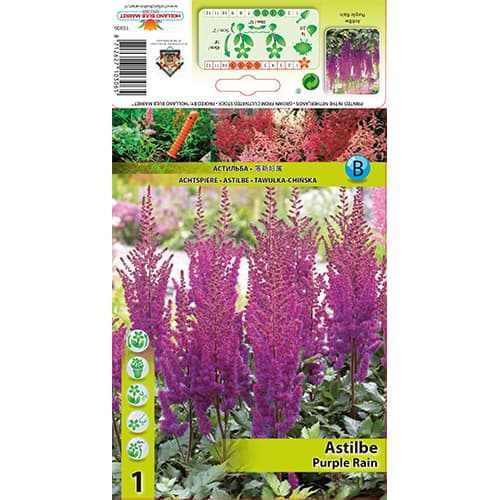 Astilbe Purple Rain obrázek 1 artikel 77830