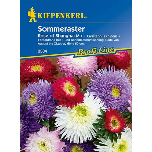 Astra čínská Rose of Shanghai obrázek 1 artikel 86317