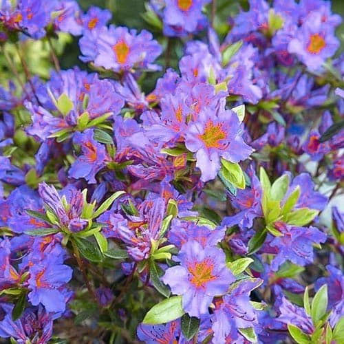 Azalka Blue obrázek 1 artikel 76685