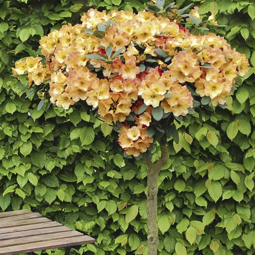 Azalka Goldtopas, С6 obrázek 1 artikel 7711