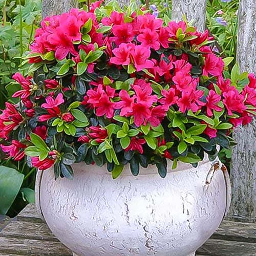 Azalka Pink obrázek 1 artikel 76684