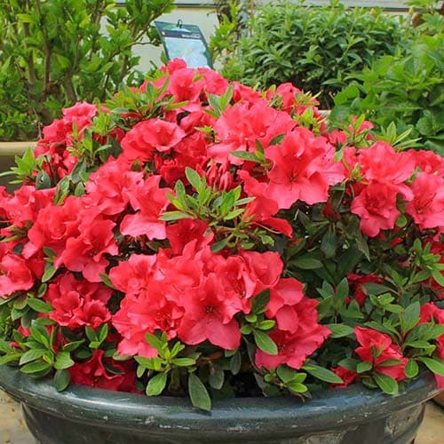 Azalka Red obrázek 1 artikel 76682