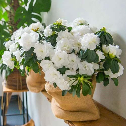 Azalka White obrázek 1 artikel 76683