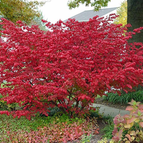 Brslen Compactus artikel fotografie 1 Brslen Compactus obrázek 1 artikel 9121