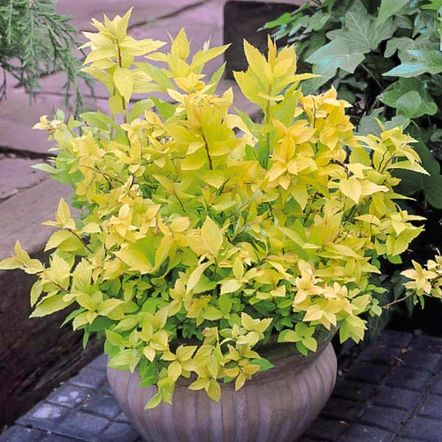 Tavolník japonský Gold Flame artikel fotografie 2 Tavolník japonský Gold Flame obrázek 2 artikel 9098