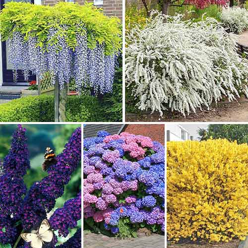 Zimostráz vždyzelený, P9 obrázek 3 artikel 9093