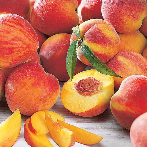 Broskvoň Maria Bianca obrázek 1 artikel 4297