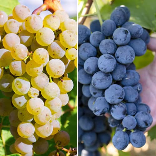 Super nabídka! Sada vinné révy Maxi, 2 sazenice obrázek 1 artikel 5571