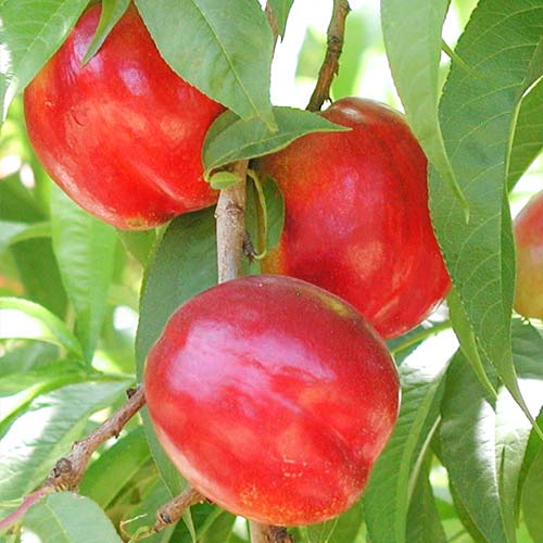 Nekrarinka Aeris, С2 obrázek 1 artikel 6935