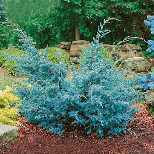 Jalovec Blue Alps artikel fotografie 1 Jalovec Blue Alps obrázek 1 artikel 9456