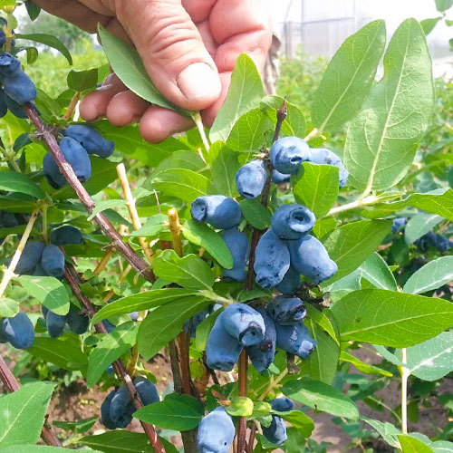 Zimolez kamčatský Bakczarskaja artikel fotografie 1 Zimolez kamčatský Bakczarskaja obrázek 1 artikel 9304