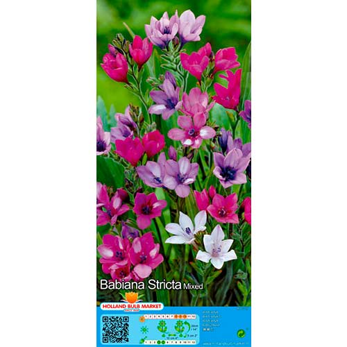 Babiana vzpřímená, směs barev obrázek 1 artikel 76380