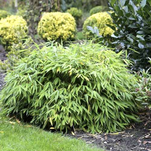 Bambus Elias PBR, C5 obrázek 1 artikel 8533