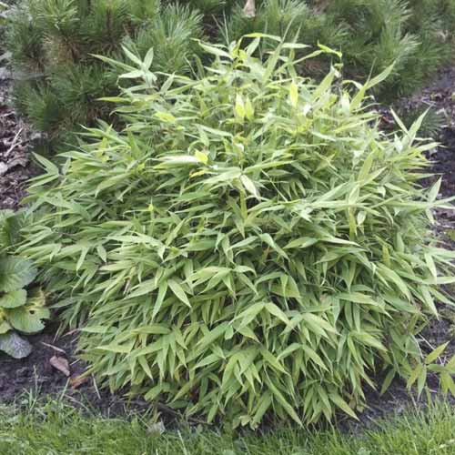 Bambus Lolliloops PBR, C5 obrázek 1 artikel 8534