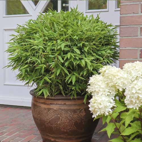 Bambus Moontears PBR, C5 obrázek 1 artikel 8535