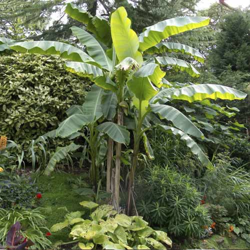 Banánovník (Musa bajo), C7,5 obrázek 1 artikel 8558