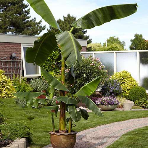 Banánovník (Musa basjoo) obrázek 1 artikel 76634