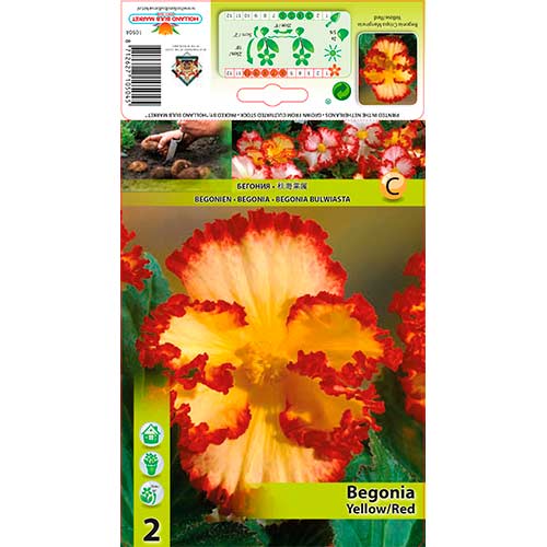 Begónie Crispa dvoubarevná žluto-červená obrázek 1 artikel 76184