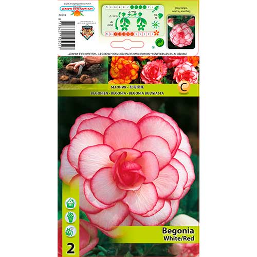 Begónie Picotee White/Red obrázek 1 artikel 70356