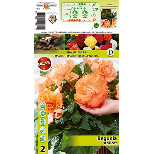 Begónie Ruffled Apricot obrázek 1 artikel 70358