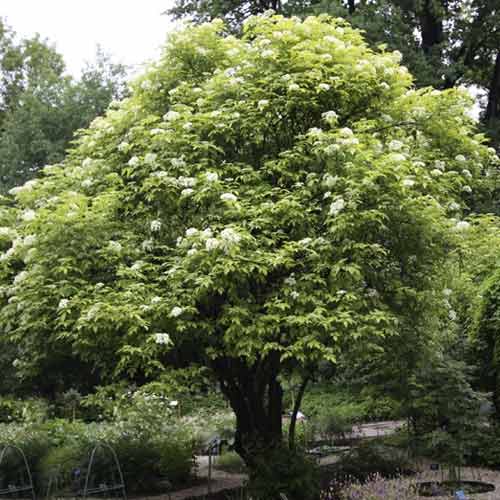 Bez černý Aurea, C3 artikel fotografie 1 Bez černý Aurea, C3 obrázek 1 artikel 8576