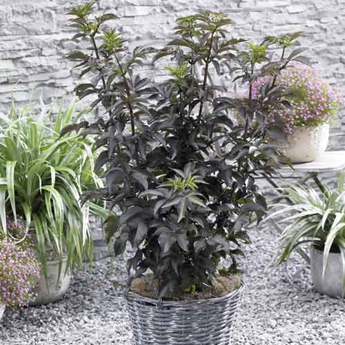 Bez černý Black Tower PBR, C5 obrázek 1 artikel 8577