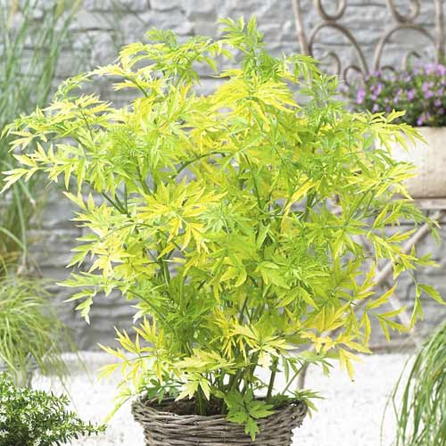 Bez černý Golden Tower PBR, C3 obrázek 1 artikel 8578