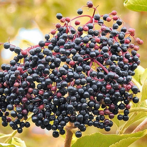 Bez černý obrázek 1 artikel 4702