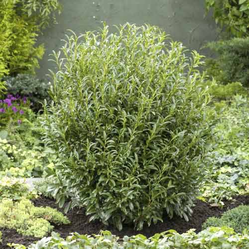 Bobkovišeň lékařská Sofia PBR, C3 obrázek 1 artikel 8570