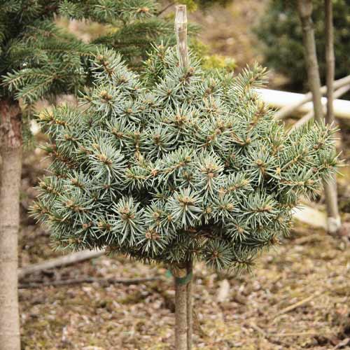 Borovice Blue Ball, C4 obrázek 1 artikel 8250