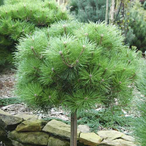 Borovice černá Brepo, C5 obrázek 1 artikel 8255