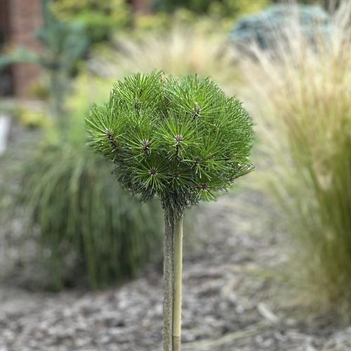 Borovice černá Merci PBR, C5 obrázek 1 artikel 8256