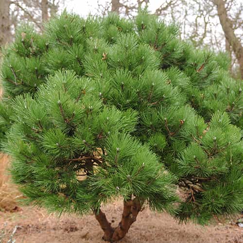 Borovice černá, C2 obrázek 1 artikel 9689