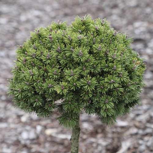 Borovice himalájská Minikin, C5 obrázek 1 artikel 8252