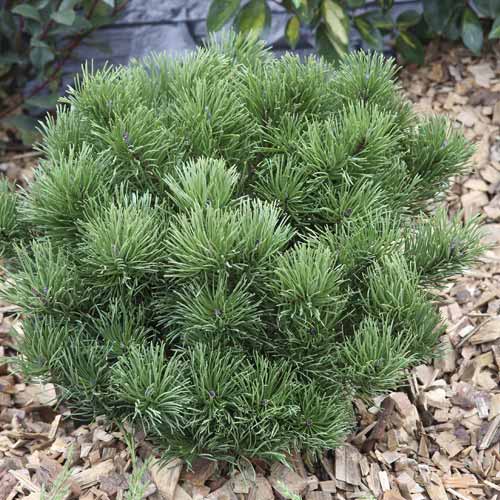 Borovice himalájská Pumillio, C2 obrázek 1 artikel 7748