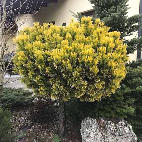 Borovice himalájská Wintergold, C4 artikel fotografie 1 Borovice himalájská Wintergold, C4 obrázek 1 artikel 8254