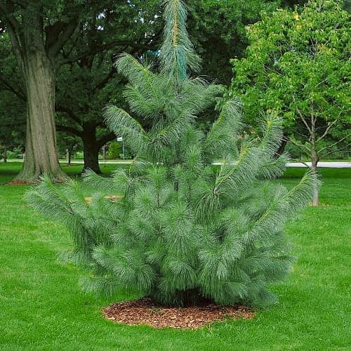 Borovice himalájská, Р9 obrázek 1 artikel 9409