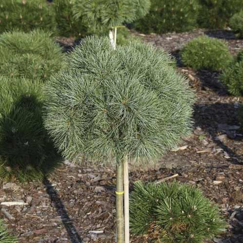 Borovice vejmutovka Greg, C5 obrázek 1 artikel 8258